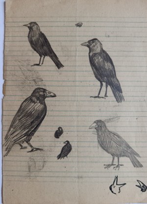 Ludwik Maciąg, Animal Study, rook