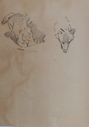Ludwik Maciąg, Animal study, wolf