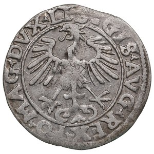 Lithuania, Grand Duchy (Vilnius) AR ½ Groat / Półgrosz 1555 - Sigismund II Augustus (1544-1572)