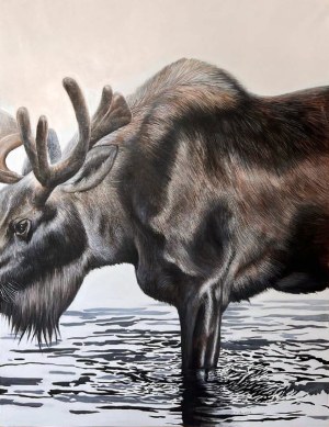 Tomasz Poznysz, Moose, 2013