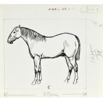 Ludwik MACIĄG (1920-2007), Horse depicted from the left side