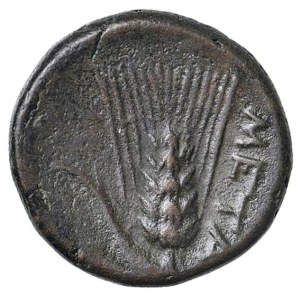 Greek coins - LUCANIA Metaponto - AE (circa 300-250 a.C) Testa d...