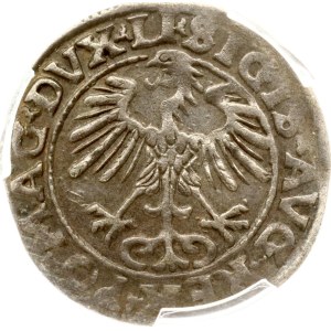 Lithuania Polgrosz 1555 Vilnius PCGS AU 53