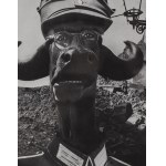 Mieczyslaw Berman (1903 - 1975 ), "Der Photoamateur", 1956