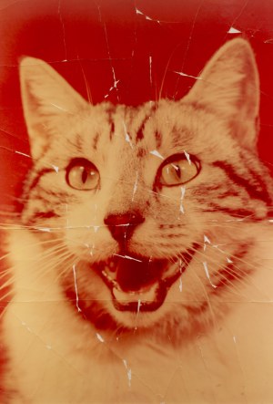 Honza Zamojski (ur. 1981), Postcard #2 (CAT), 2013
