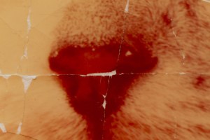 Honza Zamojski (ur. 1981), Postcard #2 (CAT), 2013