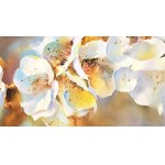 Roman Semesyuk, White flower, 2025
