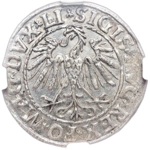 Sigismond II Auguste, demi-penny 1547, Vilnius, LI/LITVA