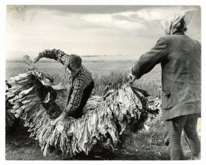 Antoni Nowosielski, fot. Suszenie tytoniu, woj. augustowskie, 1966 r. (726)