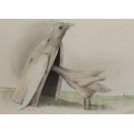 Stasys Eidrigevicius (b. 1949, Medinishki, Lithuania), Bird