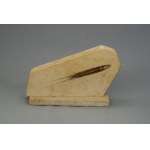 Belemnite (rostrum) fossil, Mesozoic - Jurassic / Cretaceous