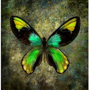 Maciej Mankowski, Butterfly 50x50