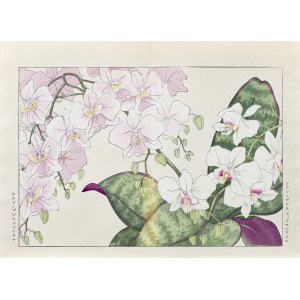 Tanigami Konan (1879-1928), Falenopsis, veröffentlicht von Unsodo, Kyoto/Japan, 1917.