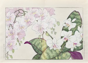 Tanigami Konan (1879-1928), Falenopsis, wyd. Unsodo, Kioto/Japonia, 1917 r.