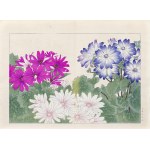 Tanigami Konan (1879-1928), Cyneraria, wyd. Unsodo, Kioto/Japonia, 1917 r.