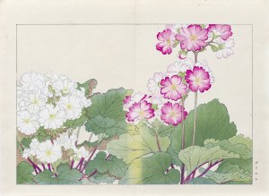 Tanigami Konan (1879-1928), Pierwiosnek, wyd. Unsodo, Kioto/Japonia, 1917 r.