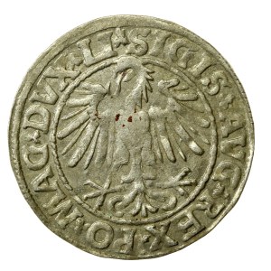 Žigmund II August, polgroš 1547, Vilnius - LI/LITVA (557)