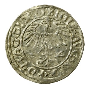 Žigmund II August, polgroš 1556, Vilnius - LI/LITVA (571)