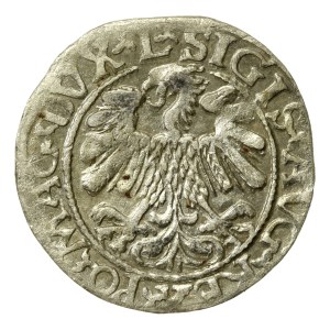 Sigismund II Augustus, Half-penny 1559, Vilnius - L/LITVA (51)