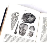 DZIEKOŃSKI - SNY PRVNÍHO SVĚTA aneb KOLEKCE VŠEOBECNĚ vyd. 1872. 268 dřevorytů