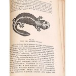 BOAS- PODRĘCZNIK ZOOLOGII 1893 setki rycin