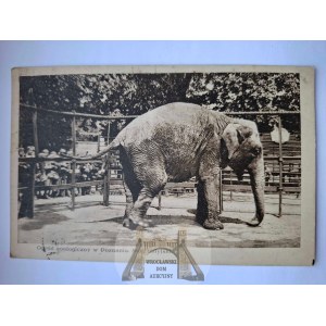 Poznań, Ogród Zoologiczny, słoń 1929