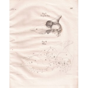 Friedrich Lehmann,, lustrazione Ludwig Heinrich Bojanus