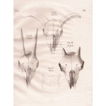 Friedrich Lehmann,, lustrazione Ludwig Heinrich Bojanus
