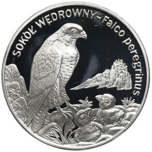 20 Oro 2008 Falcon