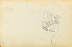Emilia KNAUSÓWNA (1883-1924), Koń ukazany z boku