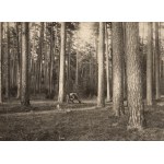 KOSSAKOWSKI Kazimierz Stanisław - The forest called "Piwoński" by the Kossakowski family. Photograph by S. K. Kossakowski from around 1901. [Landsmanship, Wojtkuszki, Lithuania].