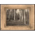 KOSSAKOWSKI Kazimierz Stanisław - The forest called "Piwoński" by the Kossakowski family. Photograph by S. K. Kossakowski from around 1901. [Landsmanship, Wojtkuszki, Lithuania].