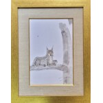 Jozef Wilkoń, Lynx, Illustration design for the book 