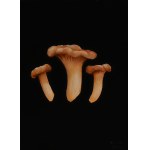 Klaudia Choma, Boletus, greaves and chanterelles, 2024