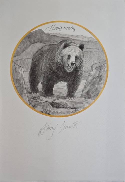 Andrzej Strumiłło (1927-2020), Niedźwiedź brunatny