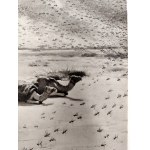 Piotr Stachiewicz (1858 - 1938), Locust - heliogravure, Warsaw 1897 [hunting, Hr. Potocki ].