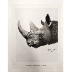 Piotr Stachiewicz (1858 - 1938), Rhinoceros - heliogravure, Warsaw 1897 [ hunting, Hr. Potocki ].