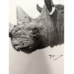 Piotr Stachiewicz (1858 - 1938), Rhinoceros - heliogravure, Warsaw 1897 [ hunting, Hr. Potocki ].