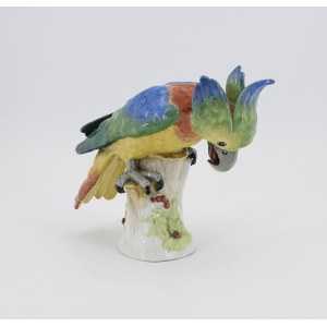 Cockatoo parrot