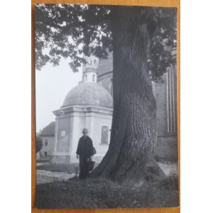 Frombork.Oak tree in the monastery square.