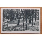 Busko (Zdrój) Excerpt from the Park.