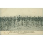 14 WARSAW - Horticultural Factory C. ULRICH, Three-year-old apple tree nursery in Górce near Warsaw, bronze print, ca. 1910 (R!).