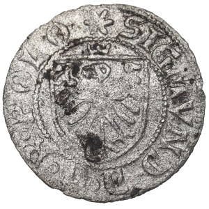 Zygmunt I Stary, Szeląg 1525, Gdańsk