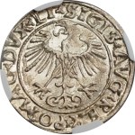 Sigismund II Augustus, Half-grosz 1556, Vilnius, LI/LITVA - NGC MS65