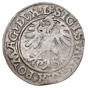 Sigismund II Augustus, 1545–1572, Half-grosz, 1560, Vilnius. Rosette.