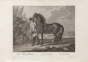 Johann Elias Ridinger (1698-1767), John Gottfried Seuter (1717-1809), Koń neapolitański, z serii: Konie według ras, ok. 1770 r.