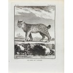 Jacques de Sève (1715 - 1795), Georges-Louis Le Clerc, Count de Buffon (1707 - 1788), Canada lynx, from: A Natural History, ed. by J. Schneider, Amsterdam, 1784.