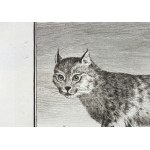 Jacques de Sève (1715 - 1795), Georges-Louis Le Clerc, Count de Buffon (1707 - 1788), Canada lynx, from: A Natural History, ed. by J. Schneider, Amsterdam, 1784.