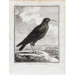 Jacques de Sève (1715 - 1795), Georges-Louis Le Clerc, Count de Buffon (1707 - 1788), Wrończyk, from: A Natural History, ed. by J. Schneider, Amsterdam, 1780.