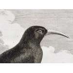 Jacques de Sève (1715 - 1795), Georges-Louis Le Clerc, Count de Buffon (1707 - 1788), Wrończyk, from: A Natural History, ed. by J. Schneider, Amsterdam, 1780.